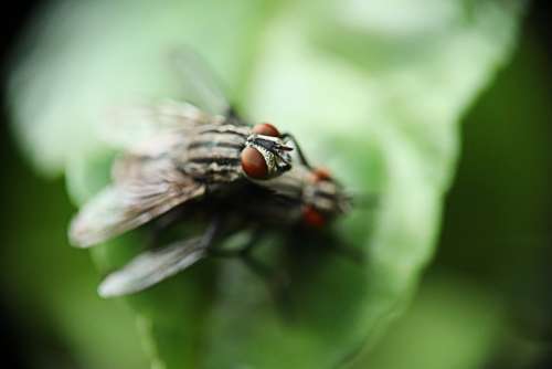 Fly Domestic Dipteran Braquícero Insects Plague