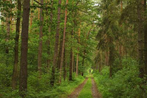 Forest Green Light Nature Landscape Tree Foliage