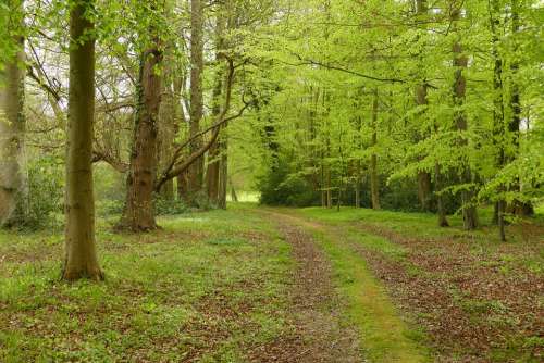 Forest Tree Green Path Landscape Nature Hiking