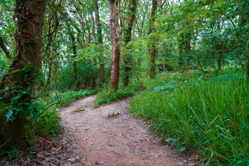 Forest Woodland Path Pathway Nature Foliage Woods