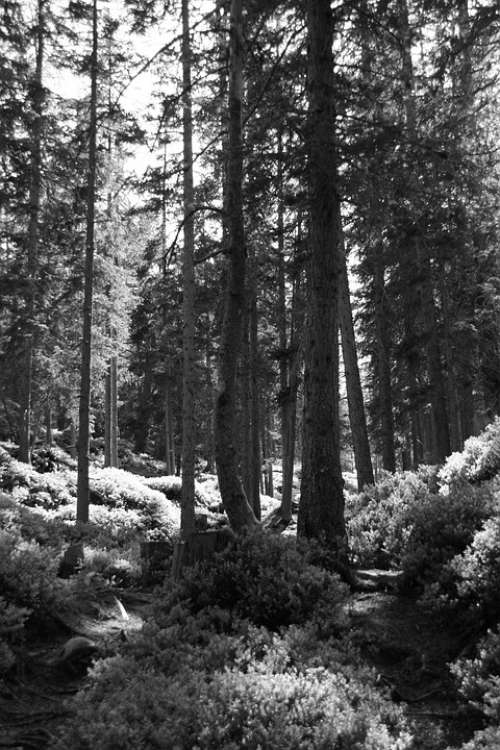 Forest Trees Nature Landscape Path Secret Scenic