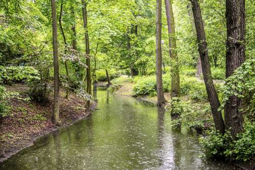 Forest Tree Wood Water River Rain Drops Nature