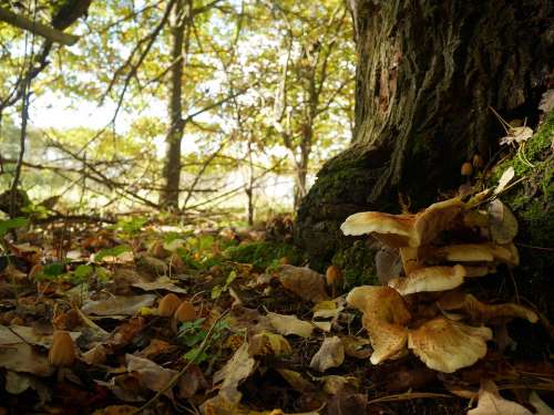 Forest Fungi Leaves Moss Mushrooms Autumn