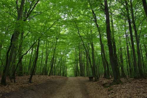 Forest Nature Tree Landscape Autumn Forests