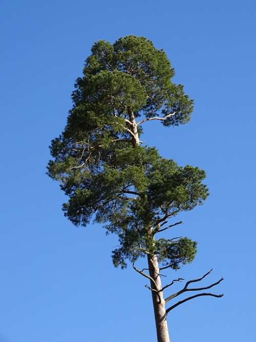 Forest Pine Tree Pine Conifer