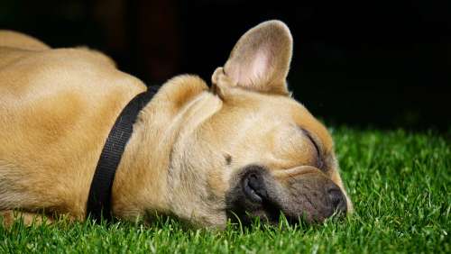 French Bulldog Dog Sleeping Relaxed Out Rush