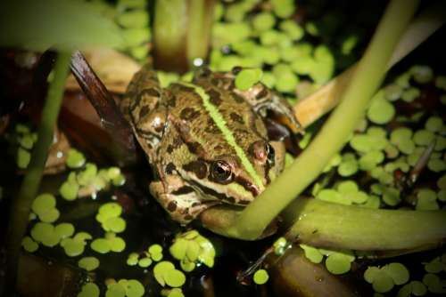 Frog Amphibian Animal Frog Pond Green Water Frog