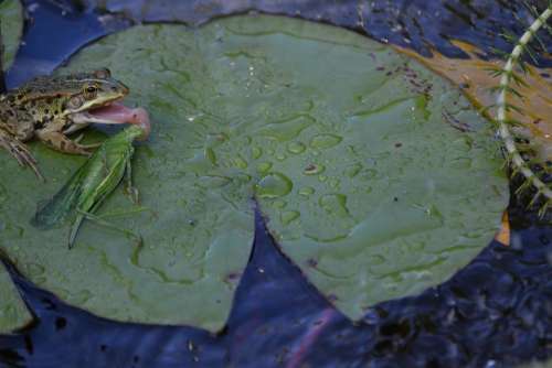 Frog Insect Heusc Animal Animal World Leaf