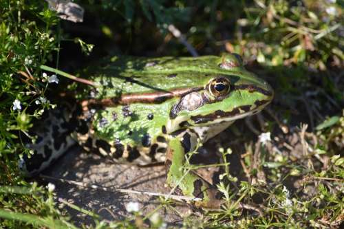 Frog Green Close Up Nature