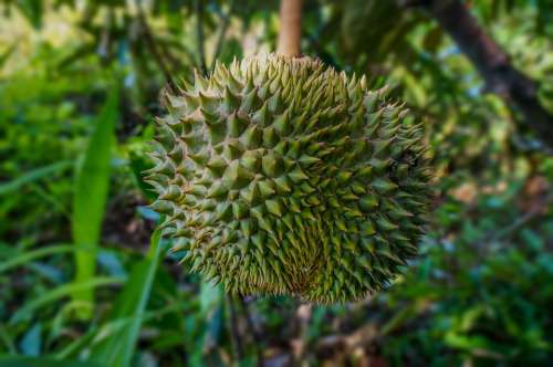 Fruit Durian Tropical Exotic Malaysia Thorn