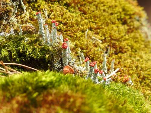 Fungi Stone Nature Landscape Lichen Moss Green