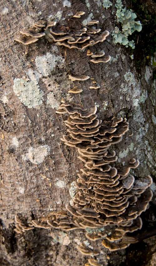 Fungus Brown Bracket Wood Forest Queensland