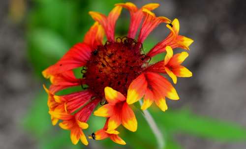 Gaillardia Fanfare Flower Flowers Garden Summer