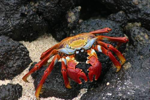 Galapagos Crab E Ecuador Island Crabs Wildlife