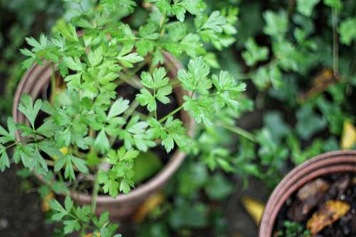 Garden Pot Herbs Cilantro Home