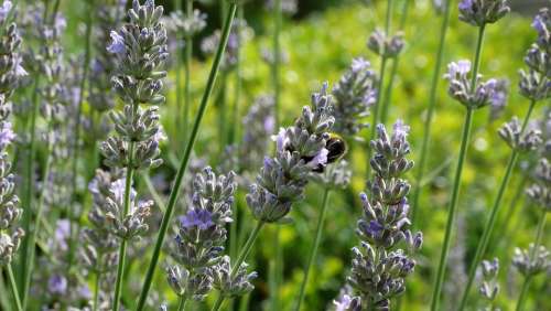 Garden Lavender Provence Lamiaceae