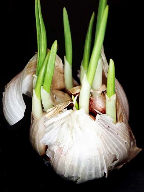 Garlic Sprouting Food Healthy Vegetable Cooking