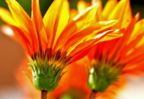 Gazania Flowers Yellow Orange Flower Nature Flora