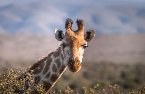 Giraffe Portrait Safari South Africa Head Neck