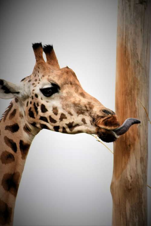 Giraffe Emmen Zoo Africa Face Portrait Tongue