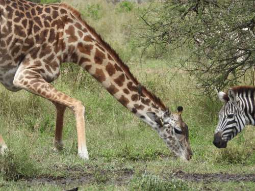 Giraffe Africa Nature Neck Wildlife Safari