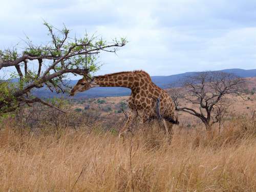 Giraffe Animal Africa Safari Mammal Nature Wild