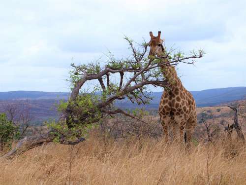 Giraffe Animal Africa Safari Mammal Wild