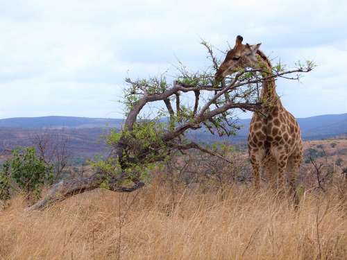 Giraffe Animal Africa Safari Mammal Nature