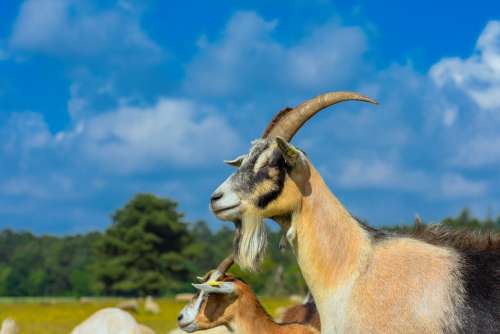 Goat Horns Flock Livestock Bock Goat Buck Bart