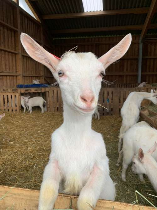 Goat Goat Farm Farm Protruding Ears Stall Nature