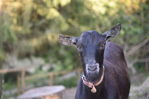 Goat Goat Black And White Herbivore Ruminant