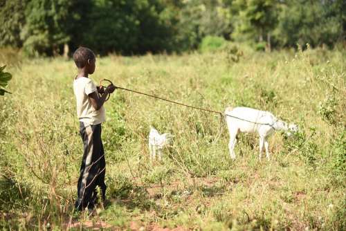 Goat Boy Herding Africa Kenya Young Animal Farm