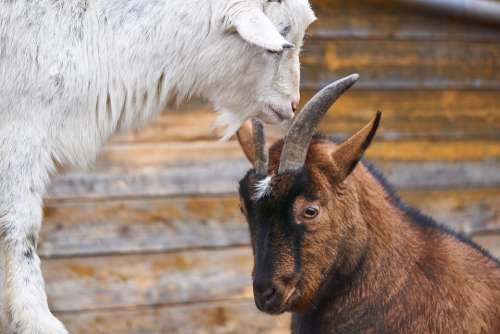 Goats Fight Deals Bellows Get It All Play Bock