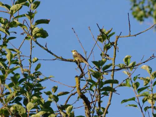 Goldammer Bird Songbird Nature Tree Wild Bird