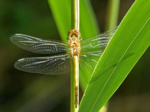 Golden Dragonfly Sympetrum Meridionale Stem