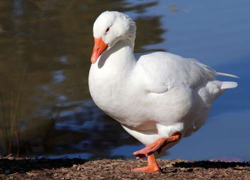 Goose Bird Poultry Lake Nature