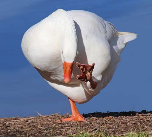Goose Bird Poultry Scratching Grooming Lake