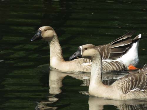 Goose Park Pond Waterfowl Bird