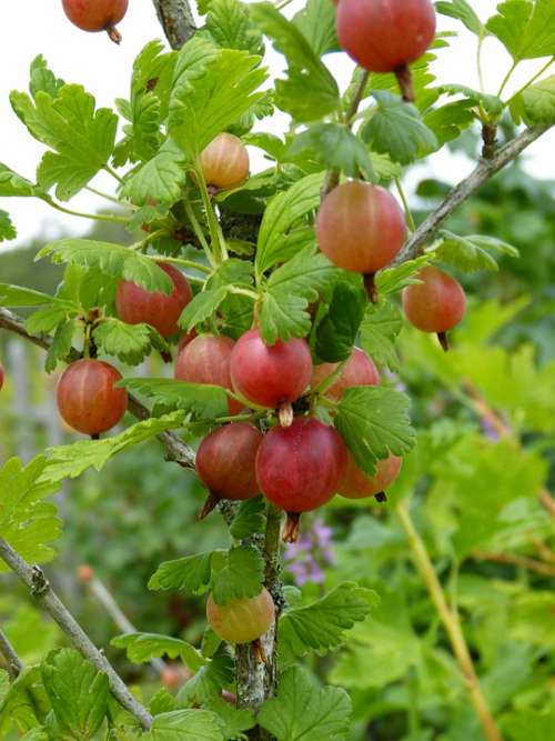 Gooseberry Ribes Fruit Berries Garden Vitamins