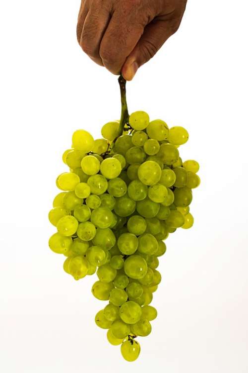 Grape Green Fruit Food Fresh Healthy Nature