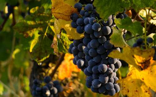 Grapes Vintage Screw Vineyard Bunch Autumn
