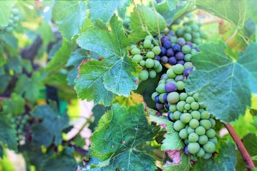 Grapes Purple Green Vineyard Wine Vine Grapevine