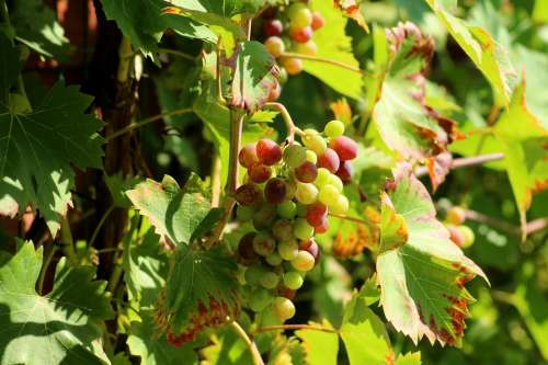 Grapes Fruit Summer Maturation Vines Healthy