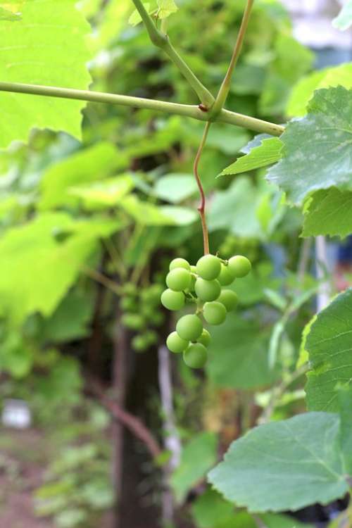 Grapes Harvest Garden July Vineyard Berry Green