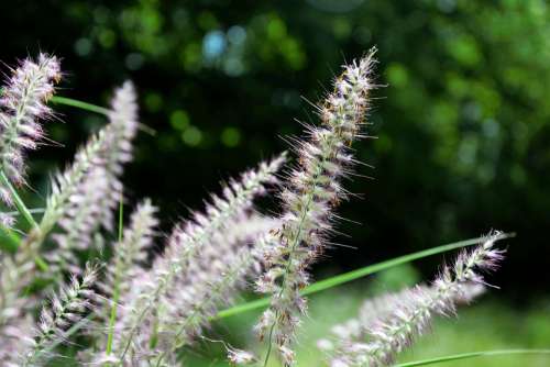 Grass Ornamental Tall Feathery Decorative Seeding