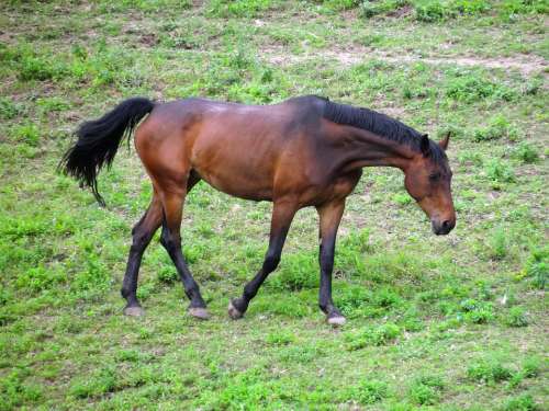 Grass Pasture Baio Nature