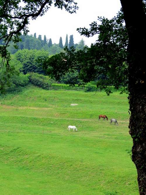 Grass Pasture Prato Campaign