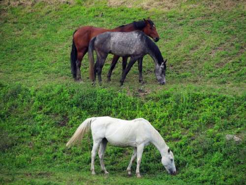 Grass Pasture Horses Nature