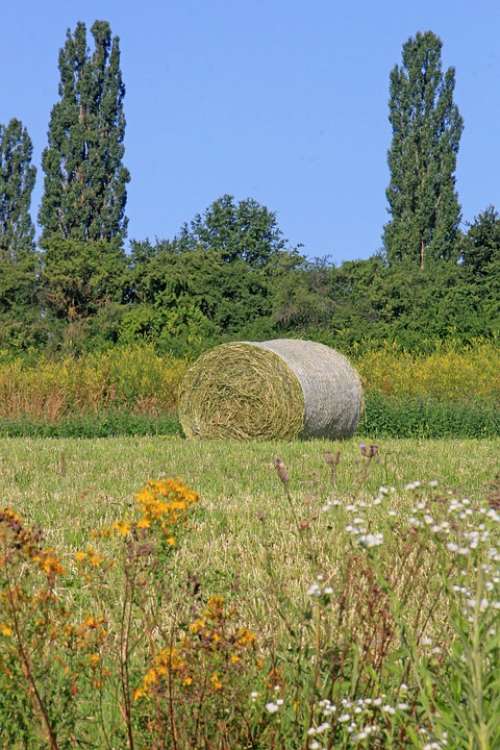 Grass Bales Agriculture Bale Round Bales Fields