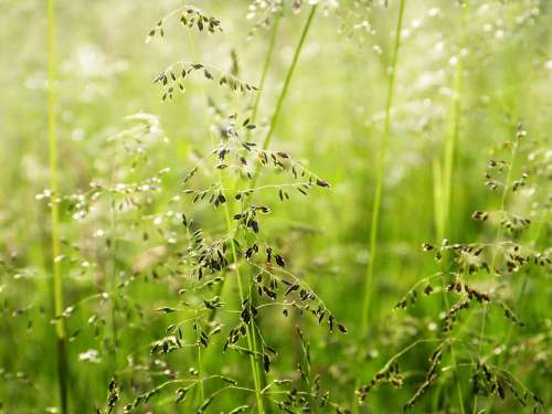 Grasses Meadow Nature Light Shining Mood